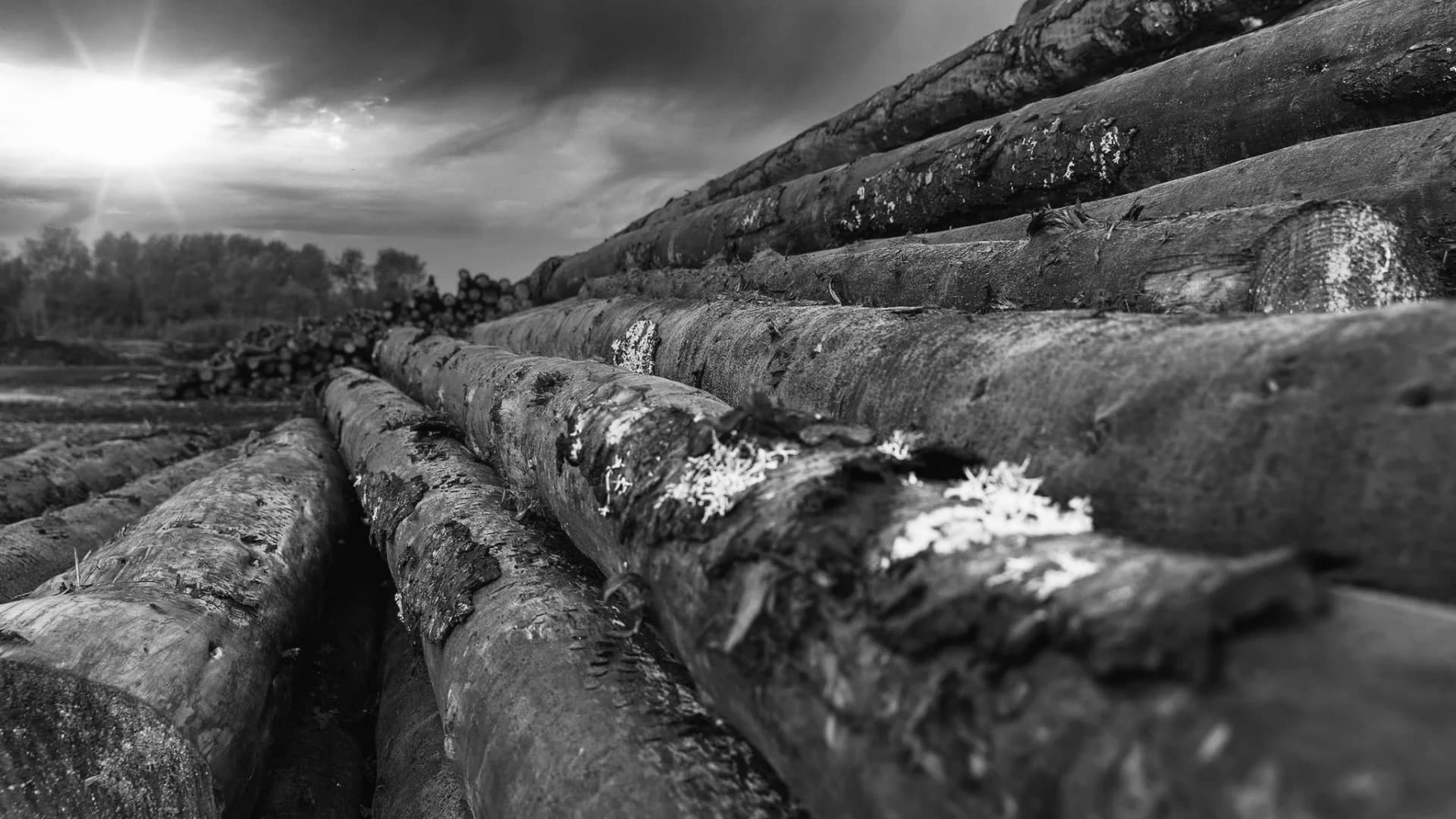 Дихати стає нічим: Ліс – легені України